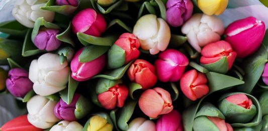 פרחים בשלל צבעים